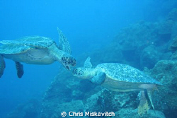 Galapagos (turtle pair) by Chris Miskavitch 
